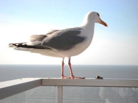 Wenduine Zeedijk, A Seafront Appartment Very Close To Bruges Exterior foto